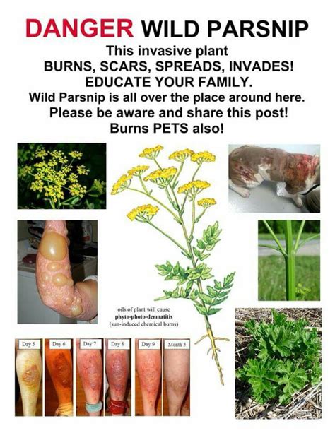 rashes that are similar to wild parsnip